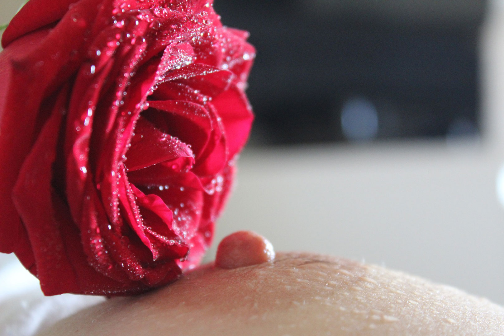 Un téton d'une femme caressé par une rose